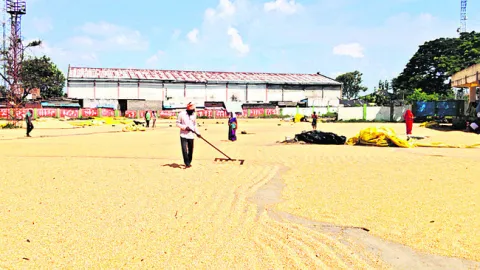 మక్క రైతులకు తేమ కష్టాలు..