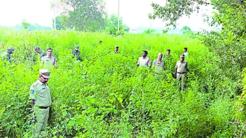 గంజాయి సాగుపై పోలీసుల కూంబింగ్‌ 