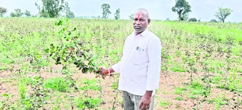 చెరుక