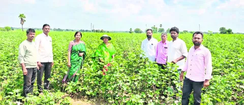 జాగ్రత్తలు పాటిస్తే అధిక దిగుబడులు