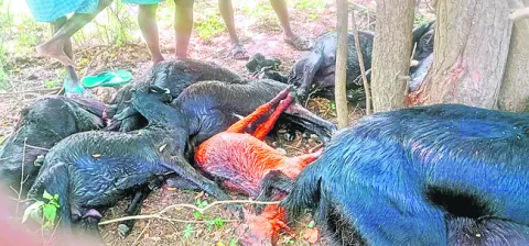 తిరుమ