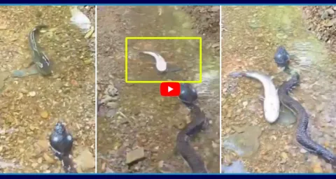 Fish Oscar Leavel Acting Video Goes Viral  1
