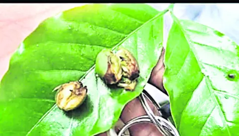 159 ఎకరాల్లో బెర్రీ బోరర్‌తో నష్టం 