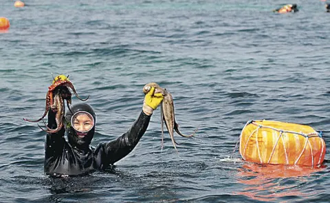 Sagubadi Sea food heros The ‘haenyeo’ Women Divers Of Jeju Island South Korea