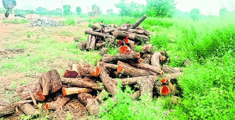 సండ్ర