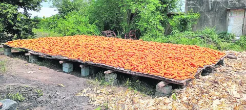 మక్కల కొనుగోలుకు మార్క్‌ఫెడ్‌ సిద్ధం