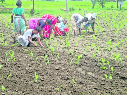 ఎర్రజ