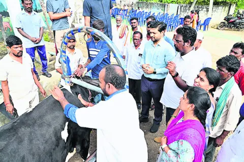 పశువులకు గాలికుంటు నివారణ టీకాలు