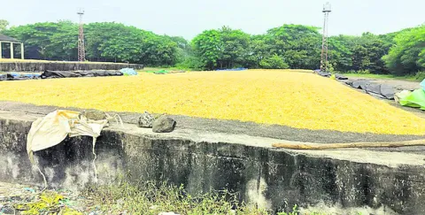 మక్కల