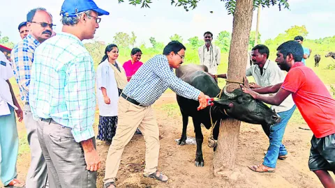 జీవాల