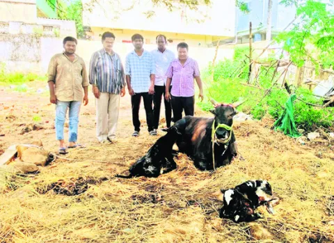 అరుదైన కవల దూడల జననం 