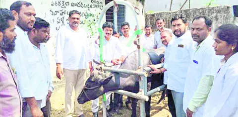గాలికుంటు నివారణపై అపోహలొద్దు  