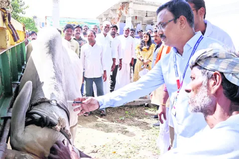టీకాలతో పశువుల్లో రోగనిరోధక శక్తి 