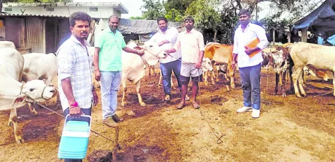 గాలికుంటు నివారణకు టీకాలు
