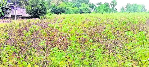 కలిసి