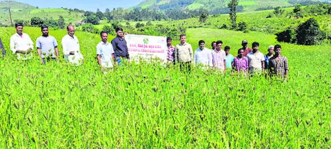 చిరుధాన్యాల సాగుతో లాభాలు
