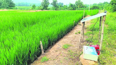 పంటలక