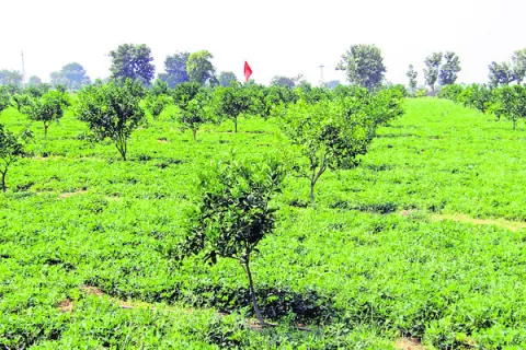 యాసంగ