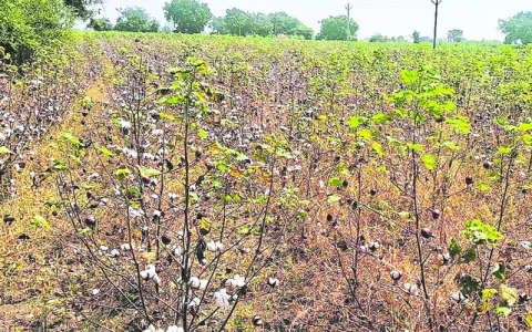 దిగుబడి..దిగాలు