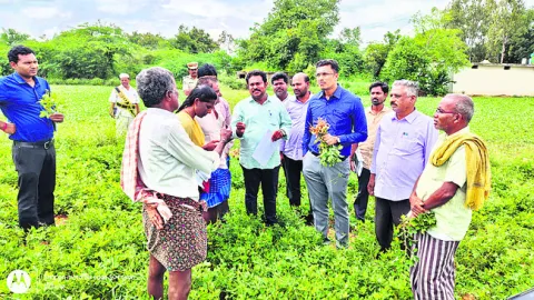 సేంద్రియ ఎరువులతో అధిక దిగుబడి