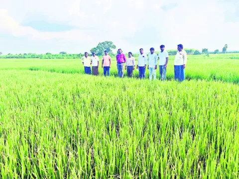 పంటల్