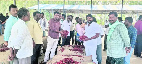 పెరిగి.. తగ్గుతున్న మిర్చి ధర