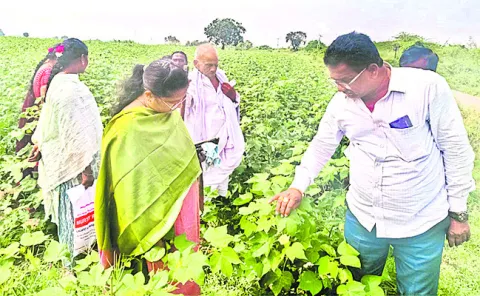 పత్తిలో పూత రాలడాన్ని నివారించాలి 