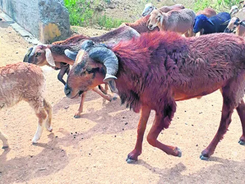 పశువులకు గాలికుంటు నివారణ టీకాలు