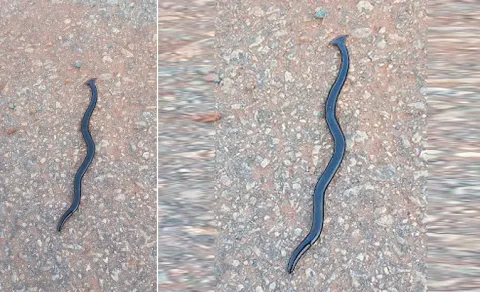 Mysterious Snake Worshipped in Annamayya District