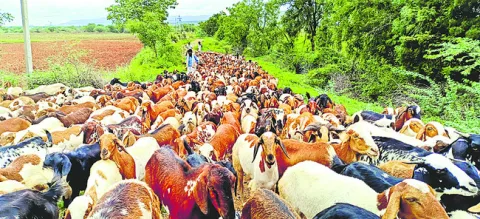 పశువు
