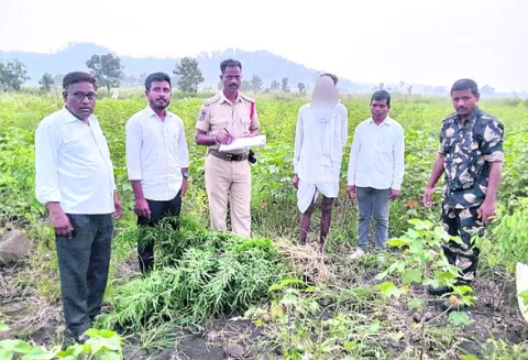 36 గంజాయి మొక్కలు స్వాధీనం