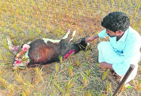 కుక్కల దాడిలో లేగదూడ మృతి 