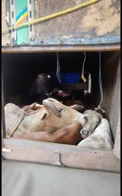 గోవుల అక్రమరవాణా అడ్డగింత 
