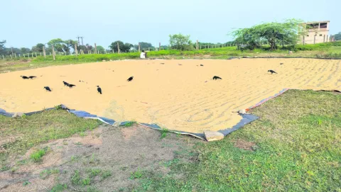 ఎక్కడి వడ్లు అక్కడే 