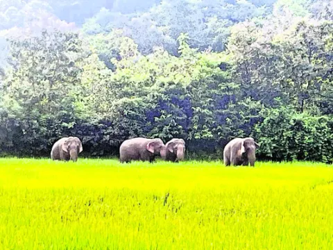 గౌరిగ