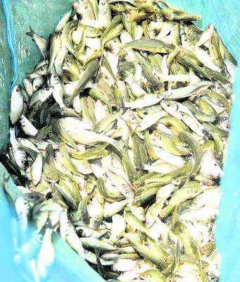 ఎప్పు