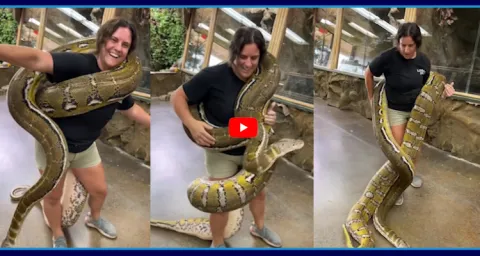 Women Playing With Huge Anaconda Video Goes Viral  1