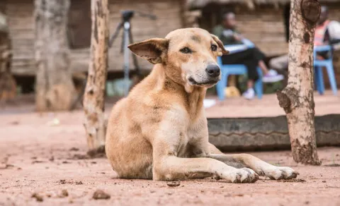 dog incident in karnataka