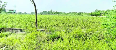 అసైన్డ్‌ ల్యాండ్‌ స్వాఽధీనం
