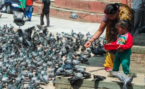 Pigeon feeding ban sparks debate in India