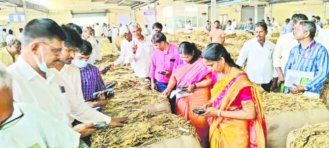 వేలం తీరును పరిశీలించిన పొగాకు బోర్డు ఈడీ 