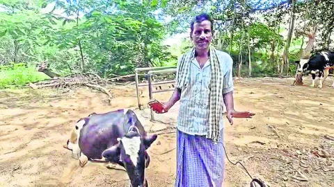 అందని పశు వైద్యం 