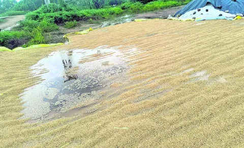 ధాన్యం వర్షార్పణం
