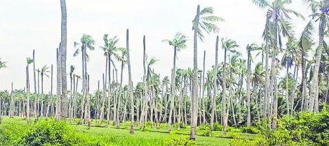 ముంపే