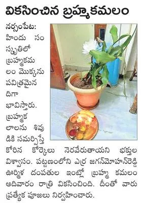 జిల్ల