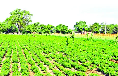 చితికిన చెనిక్కాయ