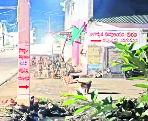 కోతుల
