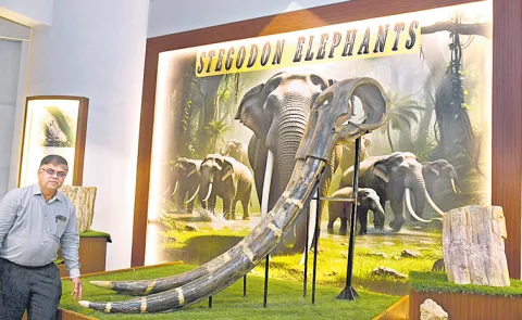 Stegodon elephants went extinct 6000 years ago