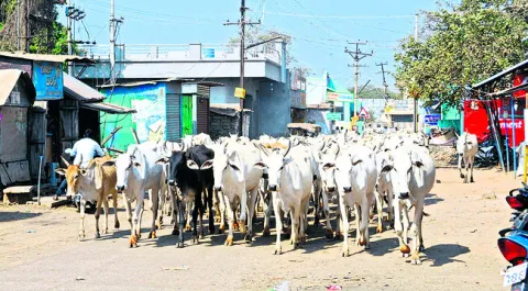 పశుబీమాకు మంగళం!