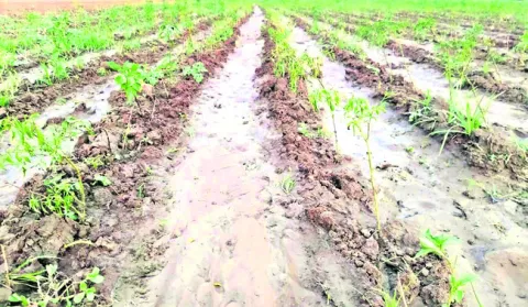 వేరుకుళ్లు, నల్లతామర